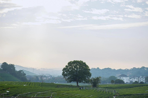 Hangzhou: Tea Picking, Tea Hills Hike & BBQ
