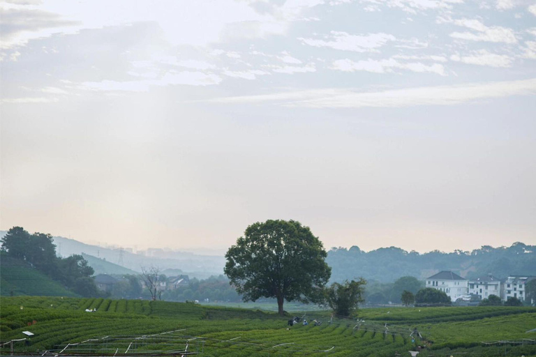 Hangzhou: Tea Picking, Tea Hills Hike & BBQ