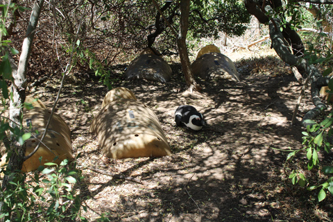 Cape Town: Table Mountain, Bo-Kaap, & Boulders Beach Tour