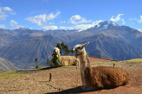 Privat: Ab Cusco |Spaziergang mit Alpakas und Lamas &amp; Picknick |