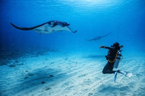 From Bali: Beginner Scuba Diving to Nusa Penida & Lembongan - Image 2