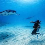 From Bali: Beginner Scuba Diving to Nusa Penida & Lembongan