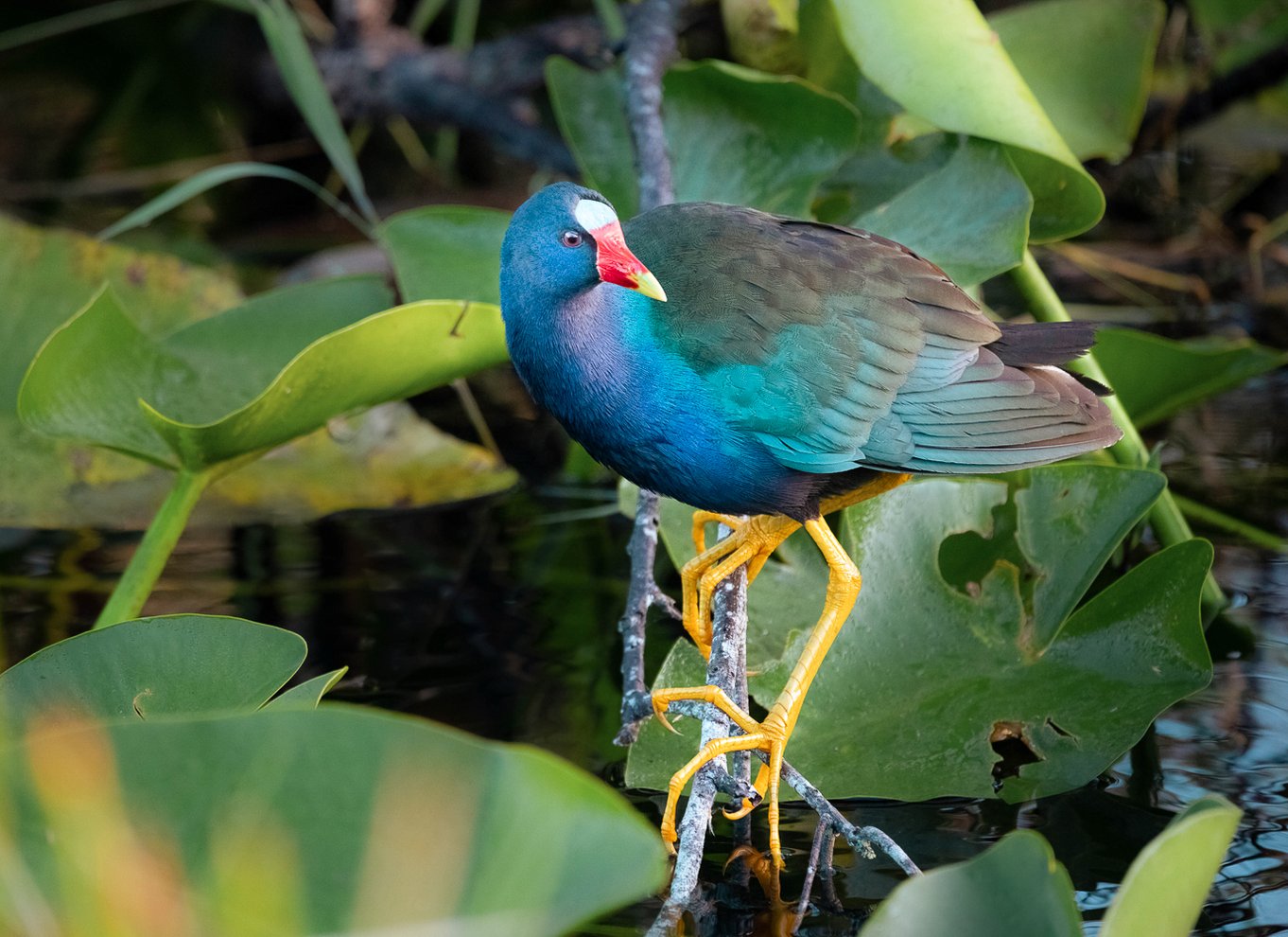 Everglades National Park: Mangrovetunnel-kajak-økotur