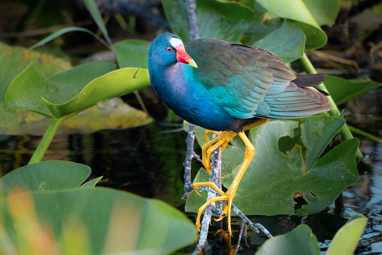 Everglades National Park: Mangrove Tunnel Kayak Eco-Tour