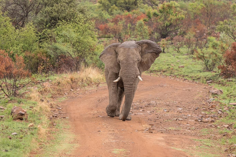 Pilanesberg Nature Safari: Guided Wildlife Tour Morning Safari Experience