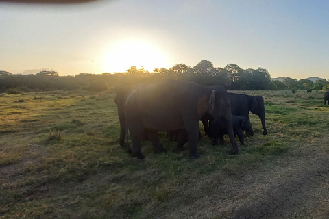 De Dambulla: Safári em jipe selvagem no Parque Nacional MinneriyaDe Dambulla: Safári de jipe selvagem no Parque Nacional Minneriya