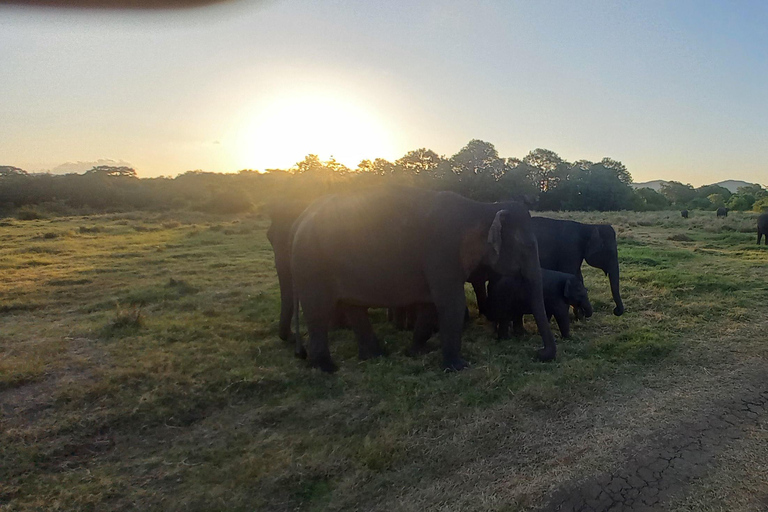 From Dambulla: Minneriya National Park wild Jeep Safari