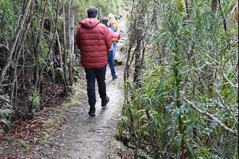 Von Hobart aus: Mt. Wellington Rundgang am Morgen