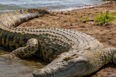 Nairobi National Park Evening and Sundowner Game Drive