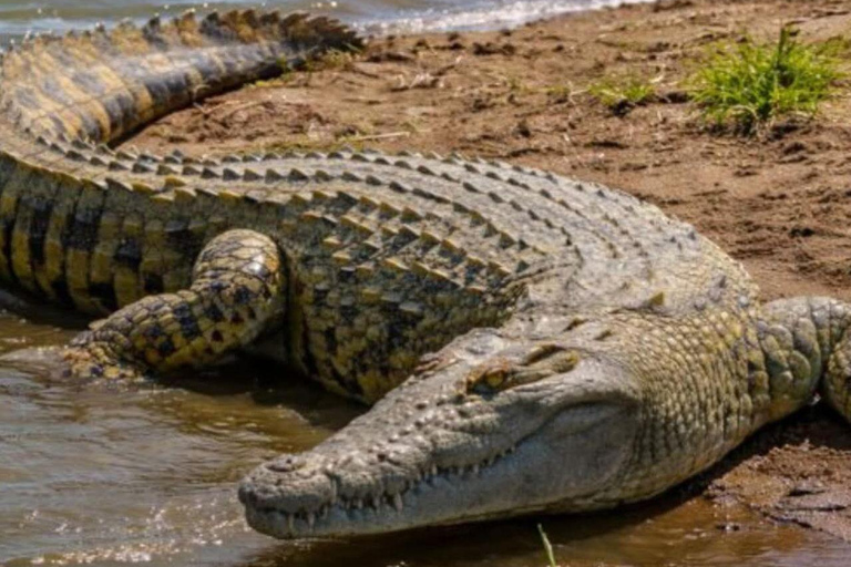 Nairobi National Park Evening and Sundowner Game Drive