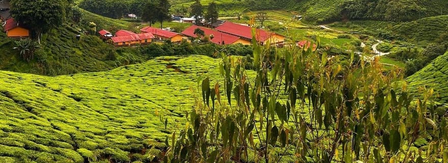 Au départ de Penang : excursion privée d'une journée à Cameron Highlands