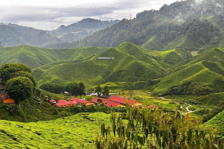 From Penang: Cameron Highlands Refreshing Private Day Tour