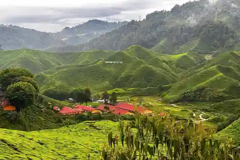Fra Penang: Cameron Highlands – forfriskende privat dagstur