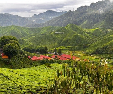 From Penang: Cameron Highlands Refreshing Private Day Tour