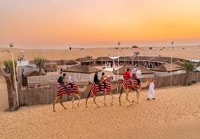 Dubai, Desert Safaris, Sandboard, Camel Ride, Dinner & Shows - Housity