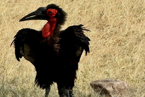 Nairobi to the Mara: 3-Day Private Romantic Safari Escape Nairobi: 3-Day Maasai Mara Private Safari for Couples