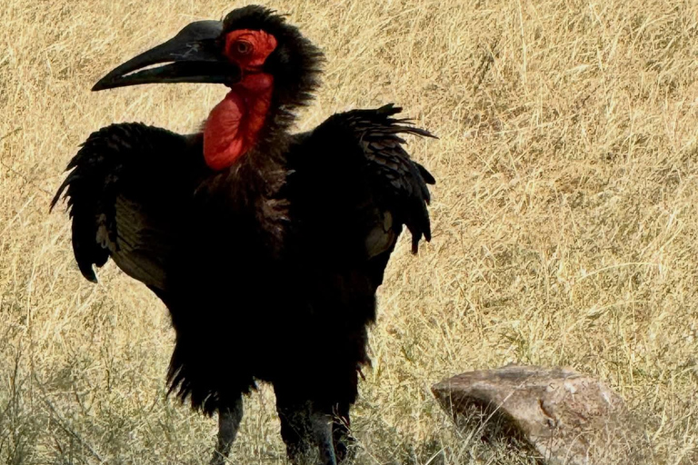 Nairobi to the Mara: 3-Day Private Romantic Safari Escape Nairobi: 3-Day Maasai Mara Private Safari for Couples