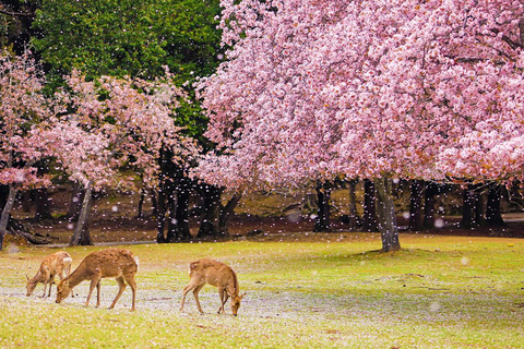 De Osaka: Nara, Uji Matcha Experience e excursão às fontes termais