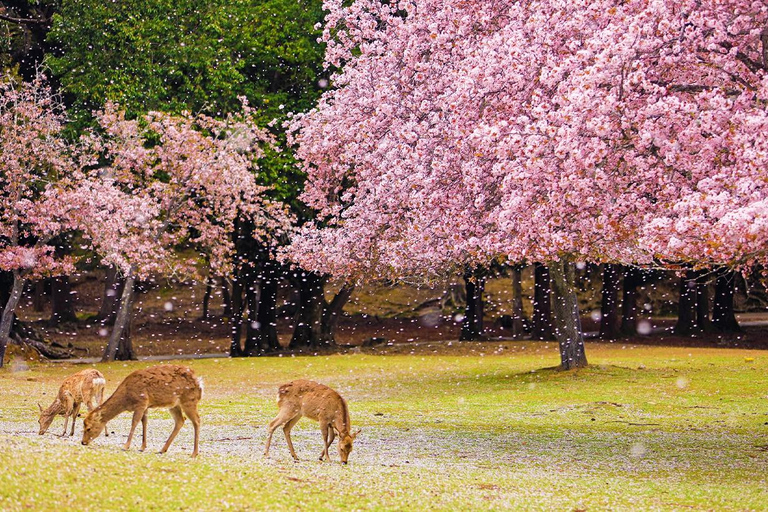 Da Osaka: Nara, esperienza Uji Matcha e tour delle sorgenti termali