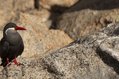 Portillo: Tour to Laguna del Inca - Chile