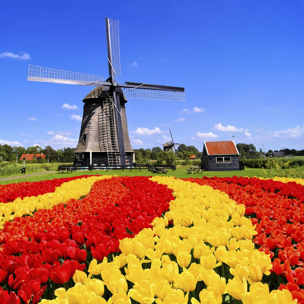 Keukenhof: Tour privado de Keukenhof y Tulipanes Gratis