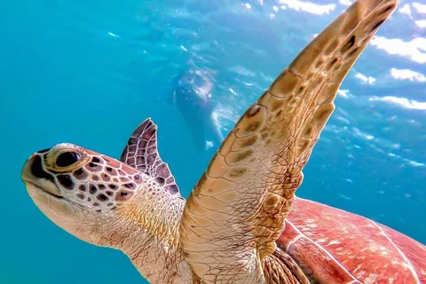 Tenerife: Snorkel y Kayak con Tortugas y Delfines
