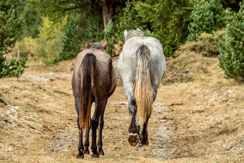 Izmir: Guided Horseback Ride Through Forest Paths 1-Hour Guided Horseback Ride Through Forest Paths