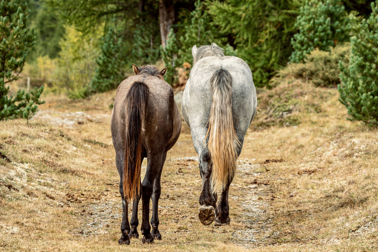 Izmir: Guided Horseback Ride Through Forest Paths 1-Hour Guided Horseback Ride Through Forest Paths