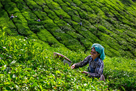 Från Cochin: 7 dagar Munnar, Thekkady, Alleppey och KovalamRundresa med 3-stjärnigt hotell