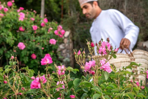 Full-Day Tour: Nizwa Fort, Barkat Al Mouz &amp; Jebel Akhdar