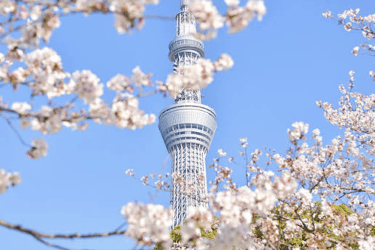 Tokyo: Private City Tour with Tokyo TeamLab Planets.