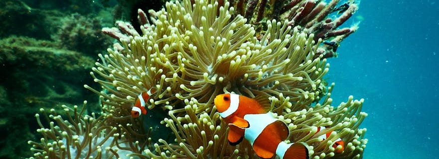 Île de Mafia : excursion dans le parc marin et sur le banc de sable avec plongée en apnée