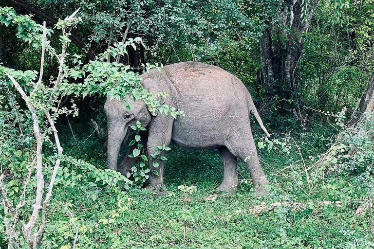 Trincomalee to Sigiriya: Wildlife Safari & Scenic Transfer