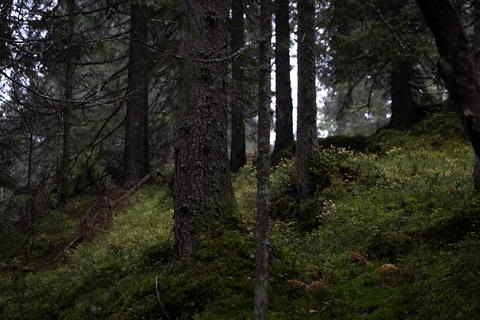 Oslo: Old-Growth Forest Hike with a Biologist