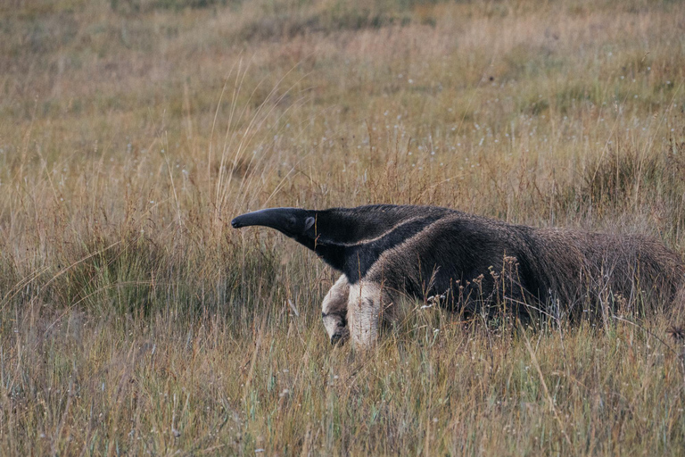 From São Paulo: 5-Day Serra da Canastra Wildlife Safari