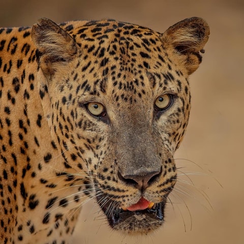 Nationaal Park Yala: Ochtendsafari of middagsafari ( 5 uur )