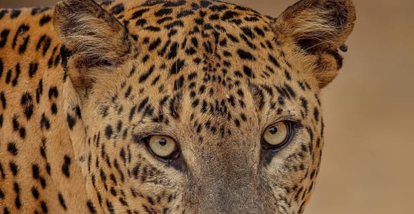 From Ella: Yala Safari with Tangalle/Mirissa/Galle Drop-off
