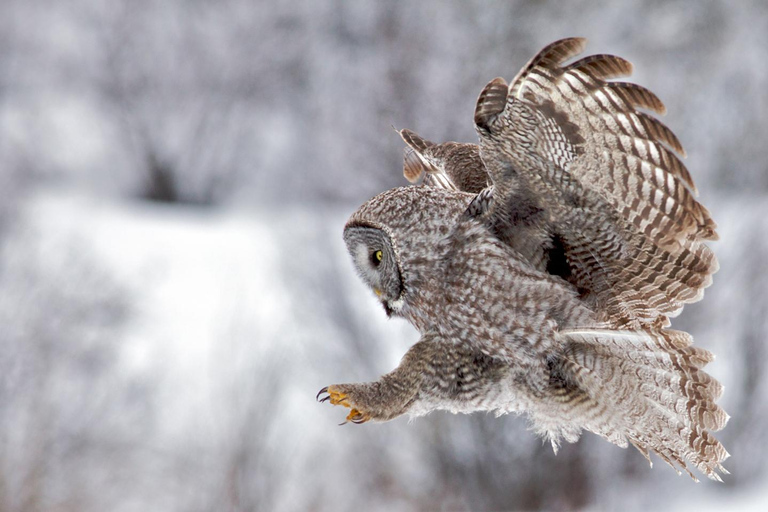 Private Sunset Safari of Grand Teton National Park Grand Teton Wildlife Safari and Scenic Highlights Tour