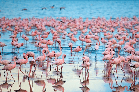 Kenya - Land Rundvandringar, dagsutflykter och guidad kryssning