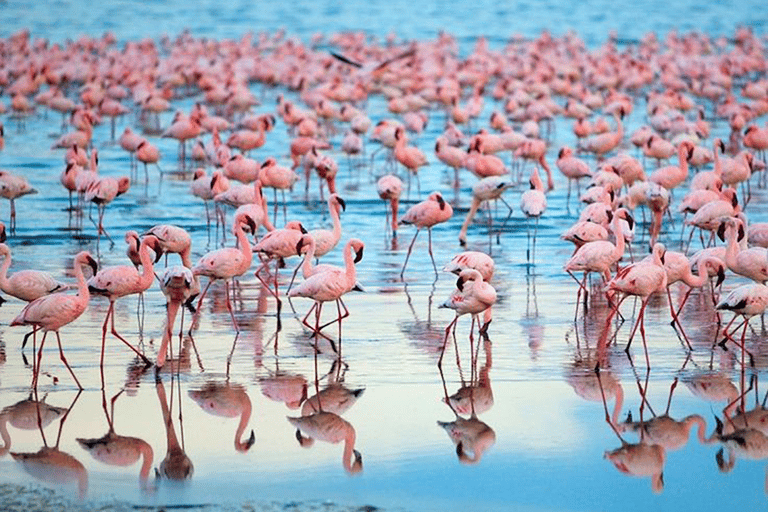 Kenya - Land Rundvandringar, dagsutflykter och guidad kryssning