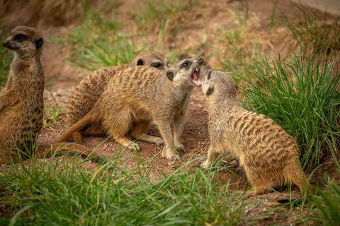 Zanzibar: 3-Day Mikumi National Park Safari with Free Pickup