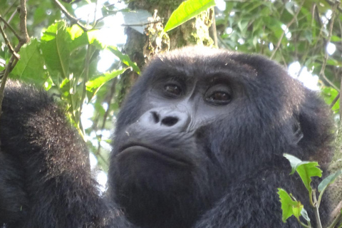 Bwindi gorilla trekking with Queen Elizabeth National Park