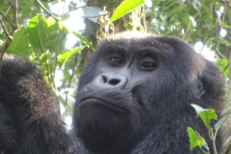 Bwindi gorilla trekking with Queen Elizabeth National Park