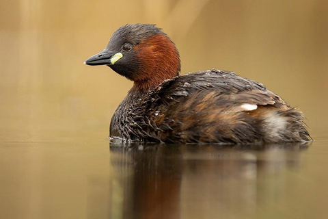 Private Day Tour to Lake Baringo from Nairobi