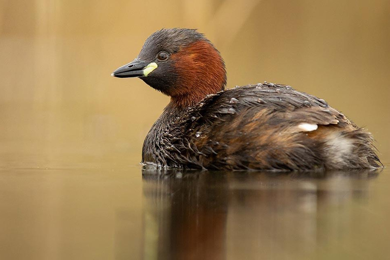 Private Day Tour to Lake Baringo from Nairobi