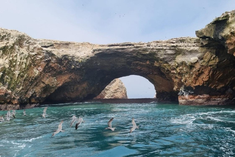 Excursion: Ballestas Islands and Paracas National Reserve