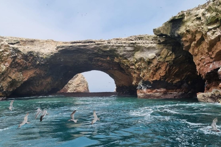 Excursion: Ballestas Islands and Paracas National Reserve