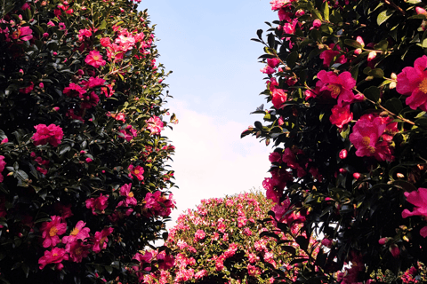 Jeju: Winter East Snow, Camellia, Tangerine Picking Tour