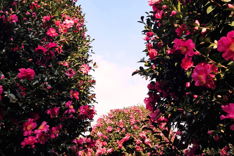 Jeju: Winter East Snow, Camellia, Tangerine Picking Tour