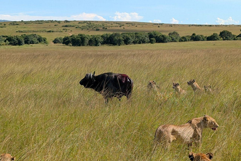 Nairobi: 3-Day epic trip to Maasai Mara Reserve with meals 3 days, 2 nights private safari to Mara in a tourist VAN